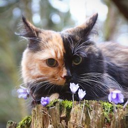 Elizabeth, ������, 22 ����