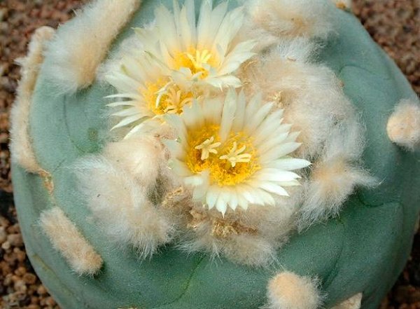  .  (Lophophora),    ,    ... - 2