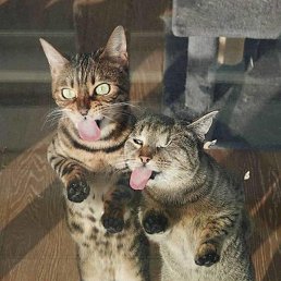 �����, ����������, 62 ����