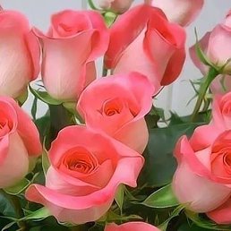 ��������, ���������, 33 ����