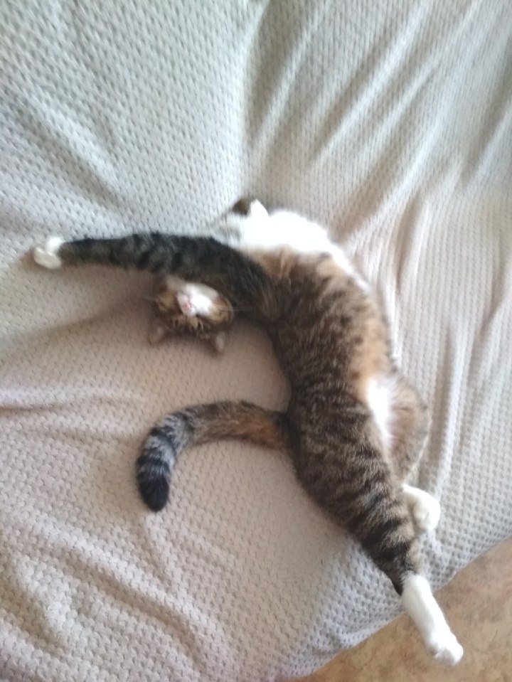 Ko    