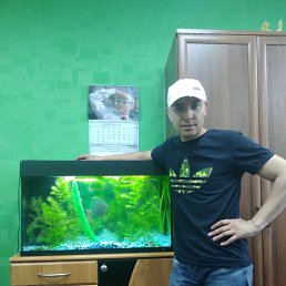 ������, ����, 37 ���