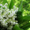  Mikhail,  -  8  2019    