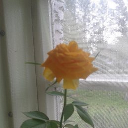 ������, ����