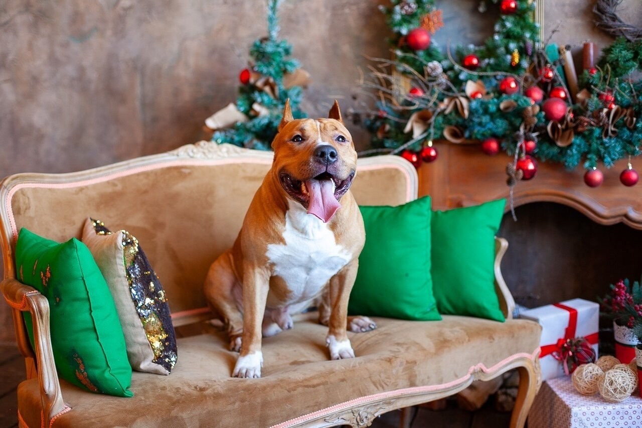 ���� � ����������� ����� �����!!! LUXURY OF EMPIRE ALBION