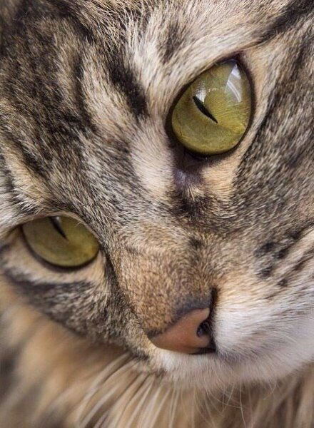 Котьи носики — возможно, одна из самых хороших котьих запчастей. - 3