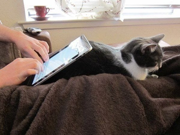 iCat � ��������� ��� iPad