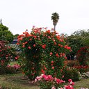  , , 70  -  15  2019   CA_2019_San Jose_Rose Garden_2