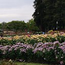  , , 70  -  15  2019   CA_2019_San Jose_Rose Garden_2