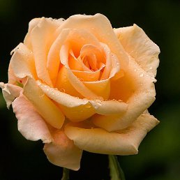 Tatiana, �������, 65 ���