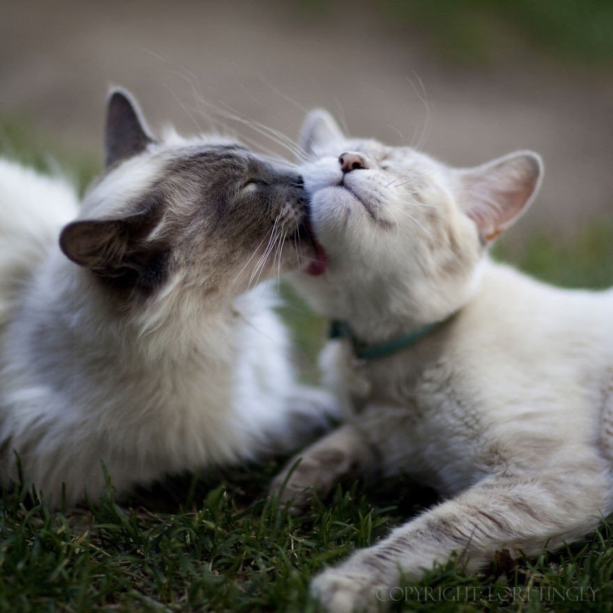Котики любовь. Нежная кошка. Влюбленные животные. Кошачья любовь. Картинки с любящими котиками