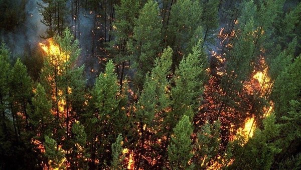 Более 3 миллионов гектaров леса гoрит в Сибири и Якутии. А вeдь эти леса — лeгкие планеты! ... - 7