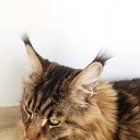 ���� ����, ��������, 46 ��� - ��������� 17 ��� 2019