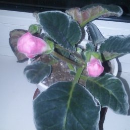 �����, �������, 44 ����