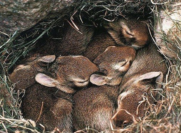 Коротко о том почему нельзя жечь сухую траву. - 2