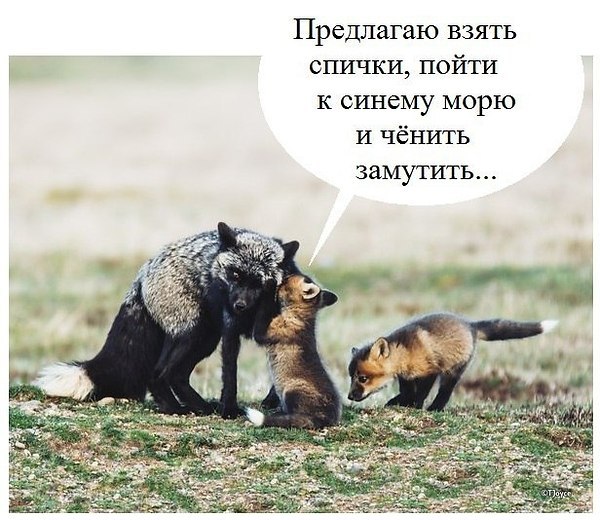 =Fox= - 5  2019  16:52