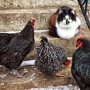 ���� Grus, �������� - ��������� 2 ������� 2019 � ������ ��������