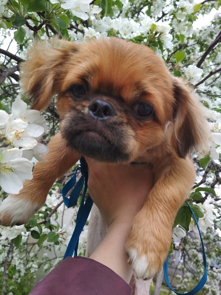 Пекинес Клёпик - 2