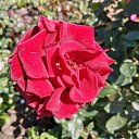  , , 50  -  1  2019   1 2019