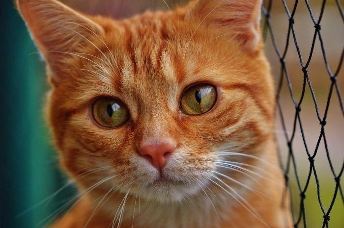 Фото кота рыжего