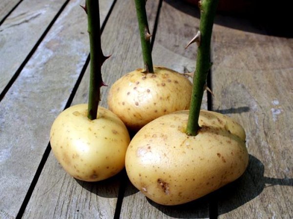 16 полезных советов, которые пригодятся каждому дачнику. 1. Высадка рассады Из пластиковых бутылок ... - 8