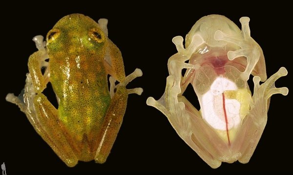 Стеклянные Лягушки (лат. Centrolenidae).Стеклянные лягушки - семейство бесхвостых земноводных.С ...