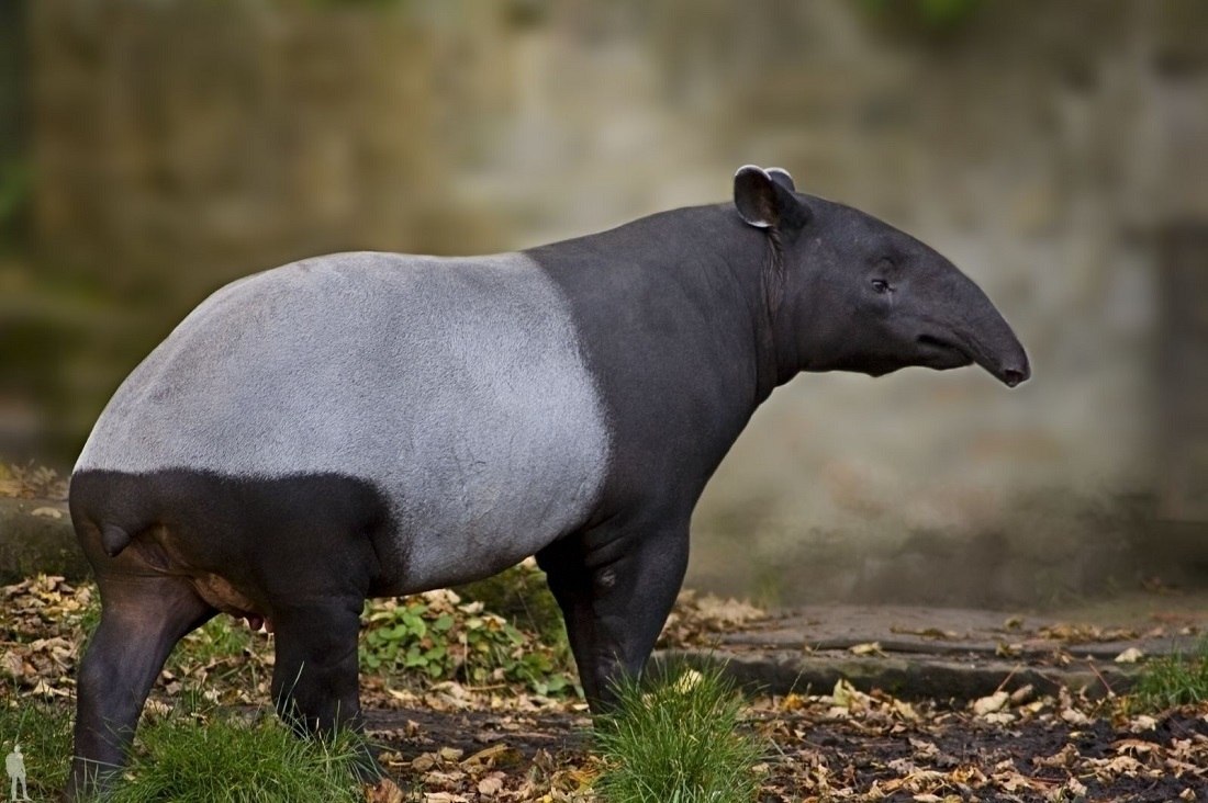  (. Tapirus).      ,    ...