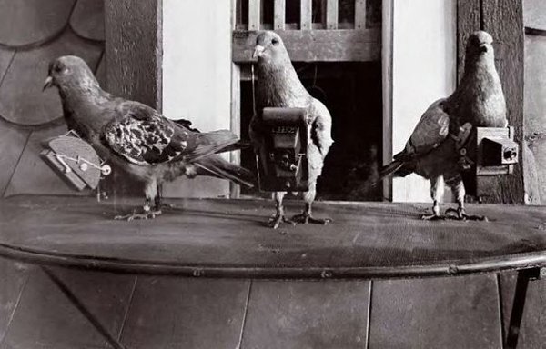 Голуби-фотографы. Их активно задействовали во время Первой Мировой Войны, 1909 г.
