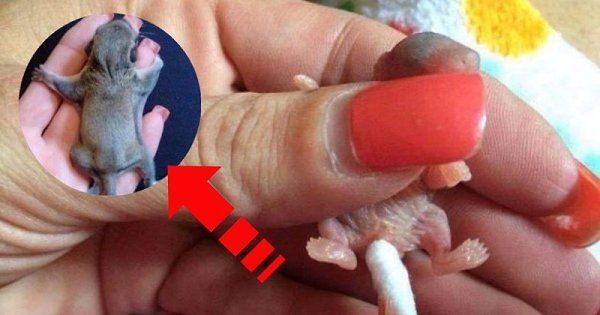 Нашли и выходили вот такое чудо. Хорошо что есть такие люди которые не прошли мимо и спасли ... - 3