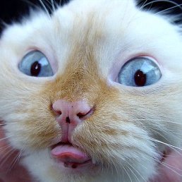 H, �����������, 36 ���