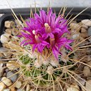 ���� ������, ��������, 55 ��� - ��������� 16 ��� 2019 � ������ ������ ��������