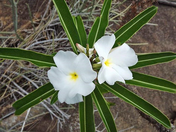 Самые красивые и необычные комнатные растения.В коллекциях цветоводов-любителей сегодня можно ... - 2