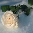  Snow Rose,  -  22  2019    