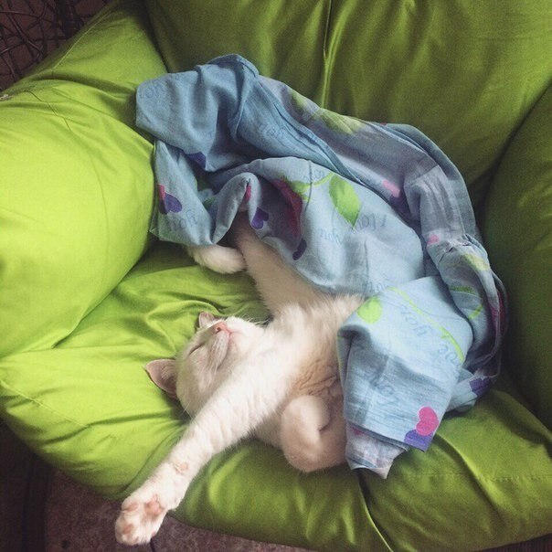 ����� �������� ��������