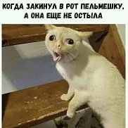 ���������, 41 ���, ��������