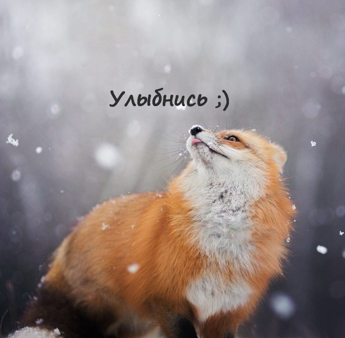 =Fox= - 4  2019  10:36