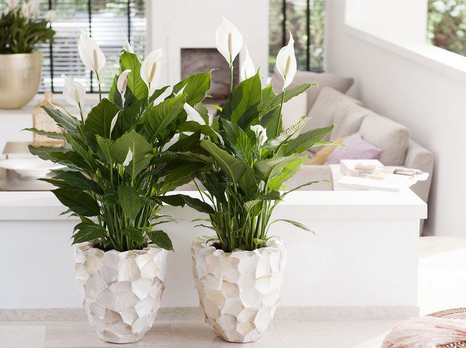 Спатифиллум.Спатифиллум (Spathiphyllum) – популярное многолетнее растение семейства ароидных. ...