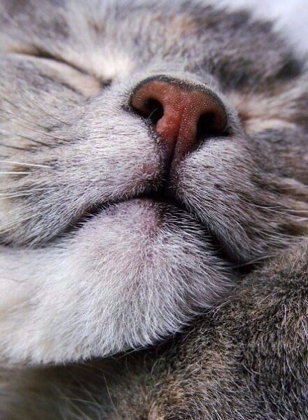 Котьи носики — возможно, одна из самых хороших котьих запчастей. - 6