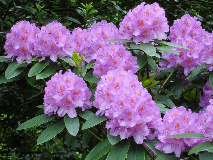 Уход за рододендроном.Рододендрон (Rhododendron) – род полулистопадных, листопадных и вечнозеленых ... - 3