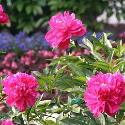 �������, ������, 55 ���