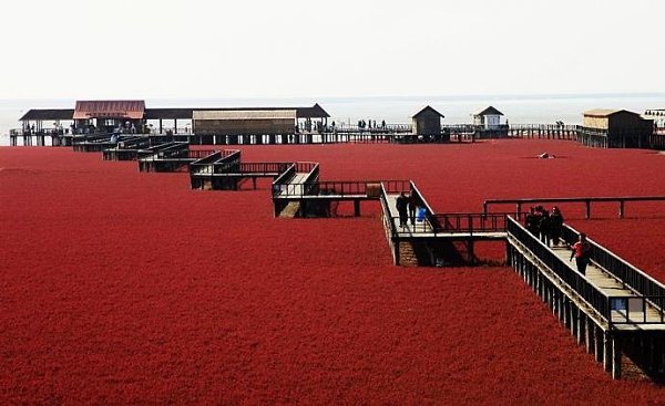 Красный пляж , Китай. Осенью особая морская растительность в этом месте окрашивается в красный цвет - 3