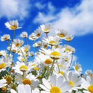 �����, 39 ���, ������