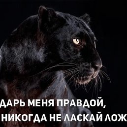 ����, �����-���������, 46 ���