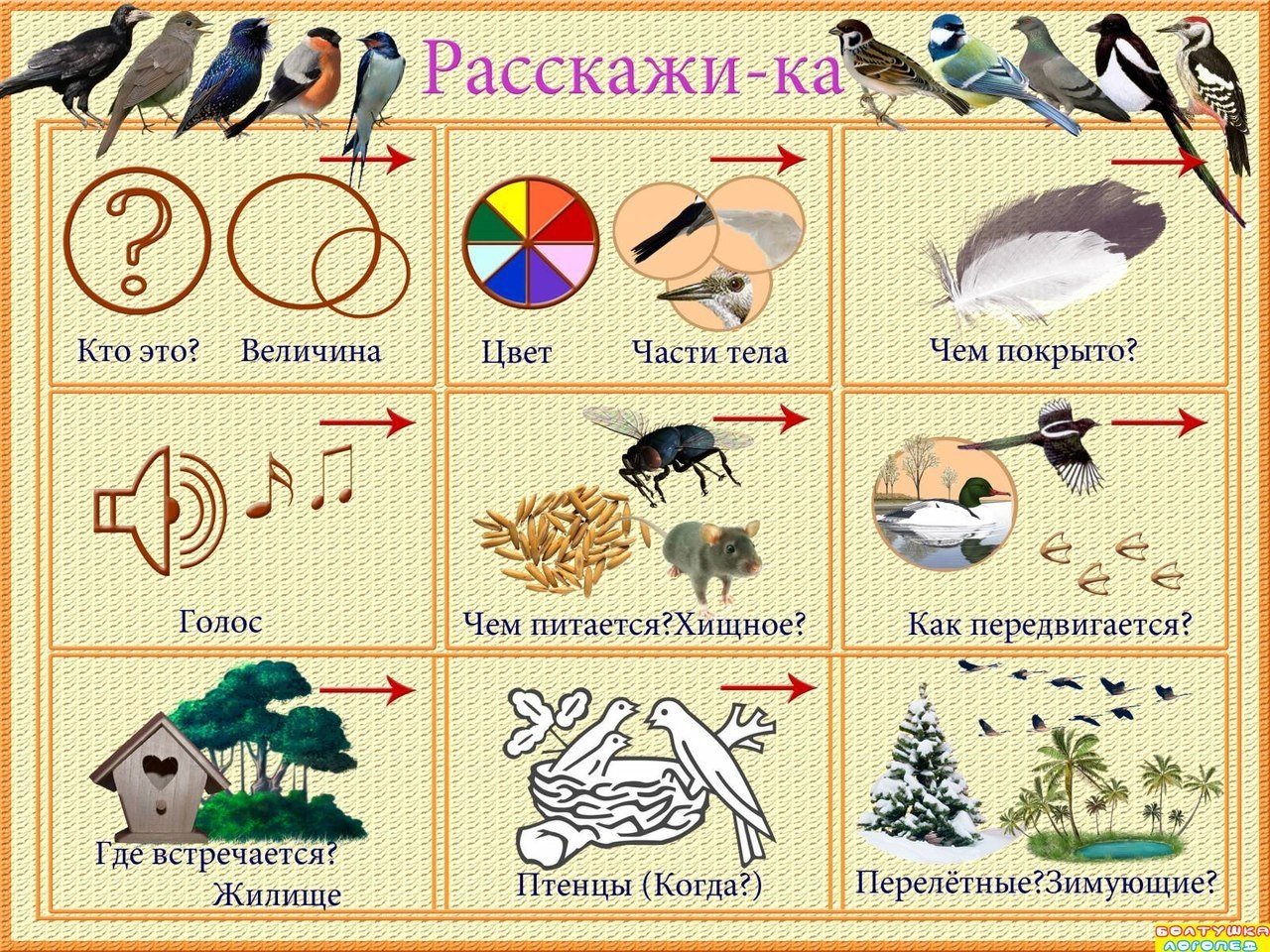 Схема описания птицы для дошкольников