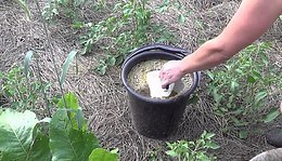 ПОДКОРМКА КЛУБНИКИ ДРОЖЖАМИ.Сохраните, чтобы не потерять!Сравнительно недавно огородники стали ...