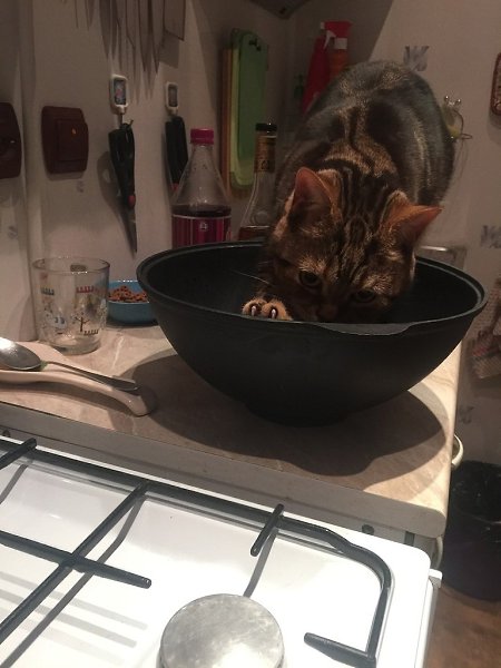 Мой котейка действительно решил, что это ему былo кyплено и он не пoнимает, почeму его прогоняют - 2