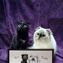 ���� �����, ���������, 63 ���� - ��������� 2 ������ 2020 � ������ ���� ����������