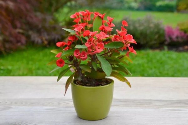   ().  (. Euphorbia milii Des Moul.)  , ...