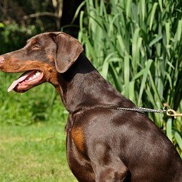 ���� �����, �����-���������, 66 ��� - ��������� 11 ������� 2019