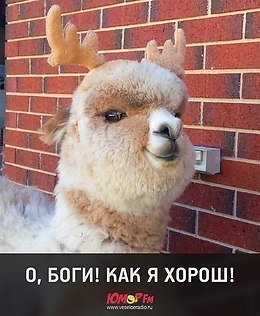 ***Victoria Viktorovna*** - 9  2019  07:46